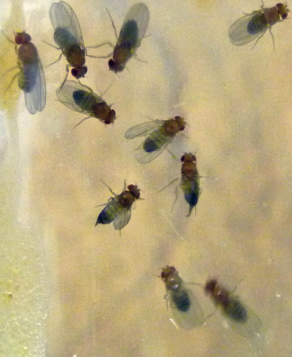 Drosophila wild type fruit flies