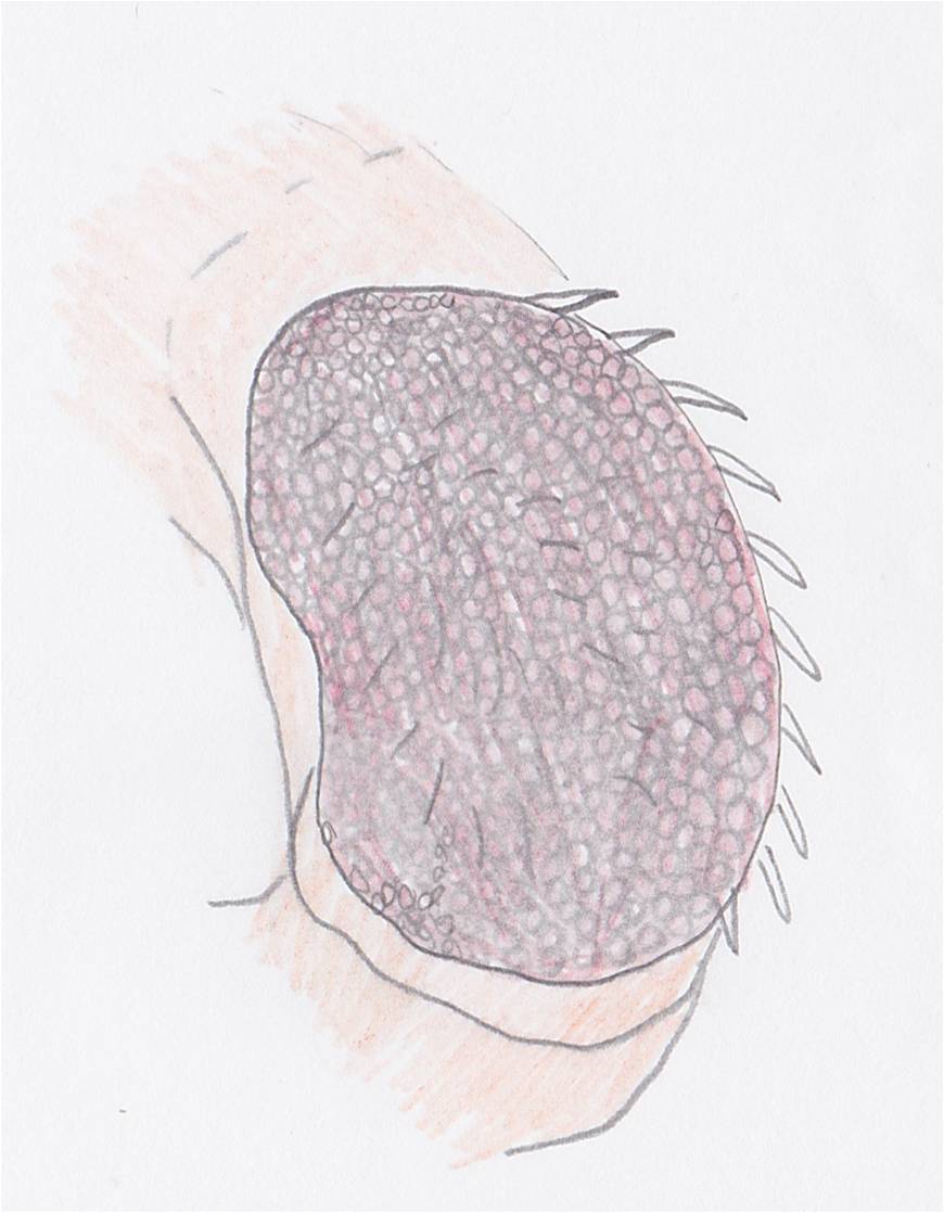 Drosophila compound eye