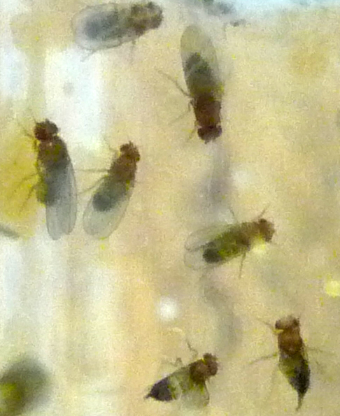 Drosophila image 2