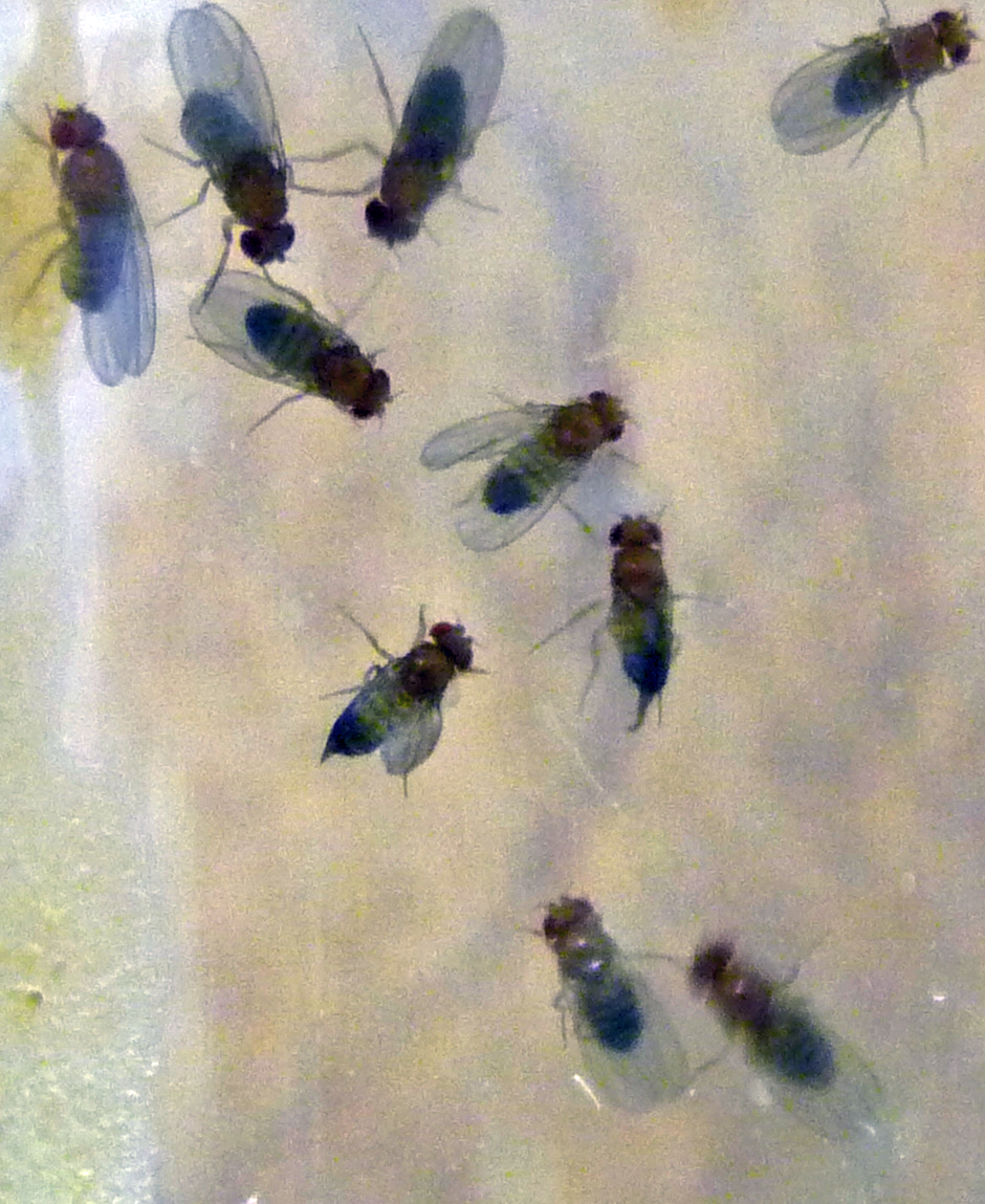 Drosophila showing large male to female ratio