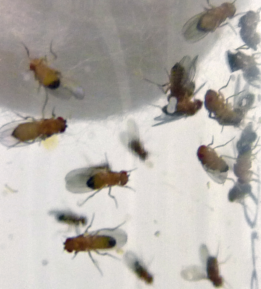 Drosophila wild type