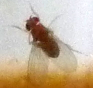 Close up image of single Drosophila