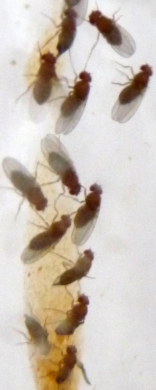 Drosophila lining the test tube wall.