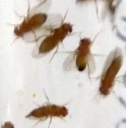 Drosophila showing 3 females to 2 males.