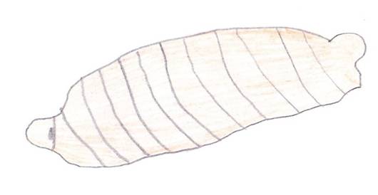 Illustration of 3rd instar