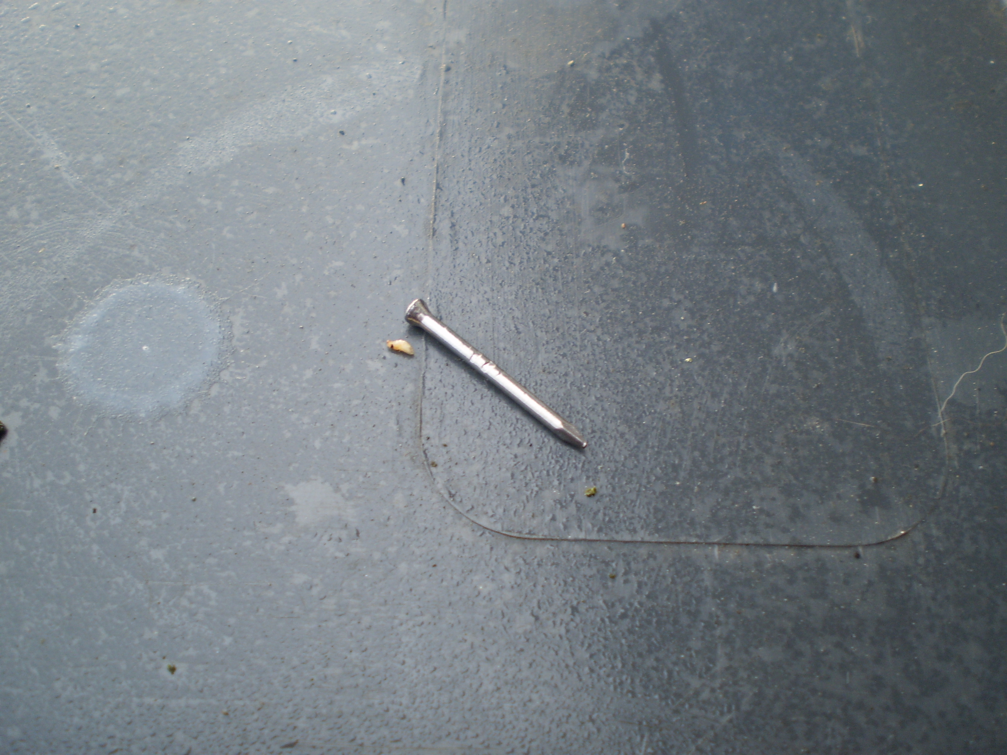 20mm panal pin showing scale of Drosophila larvae