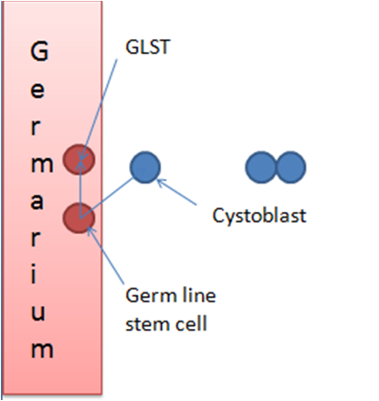 Image of 1st cystoblast that will give rise to the Oocyte