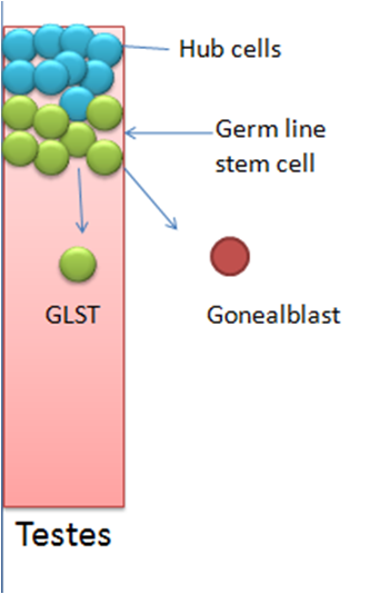 Gonealblast emerging from a GLST 
