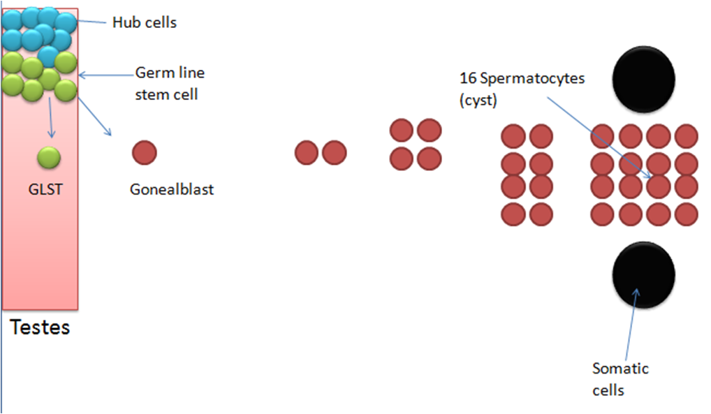Image showing spermatocytes