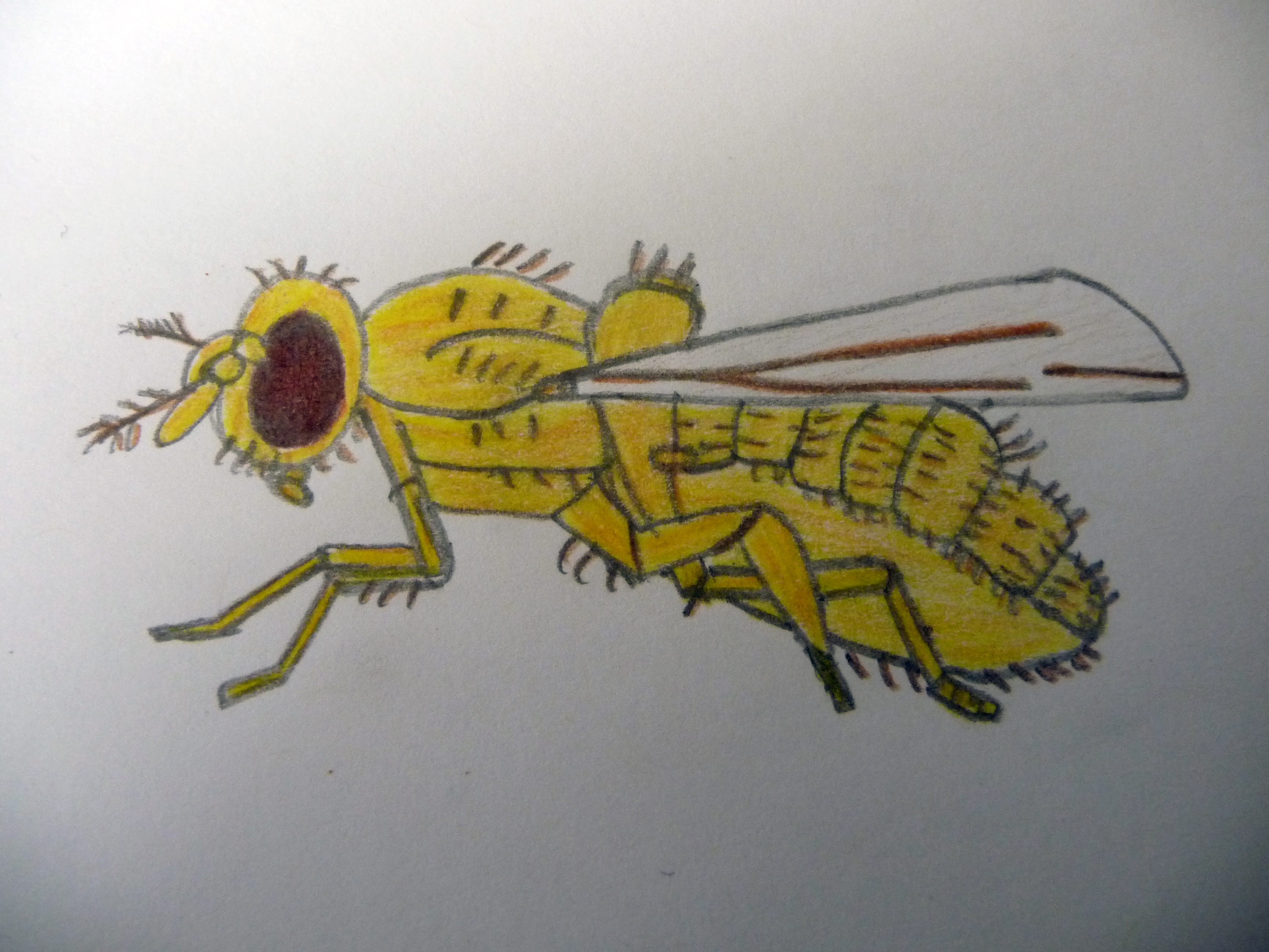 Female adult Drosophila