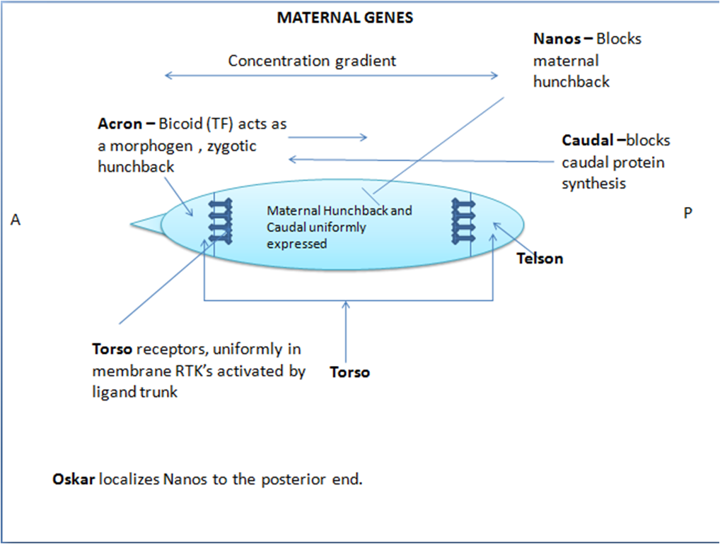 Summary of maternal genes action